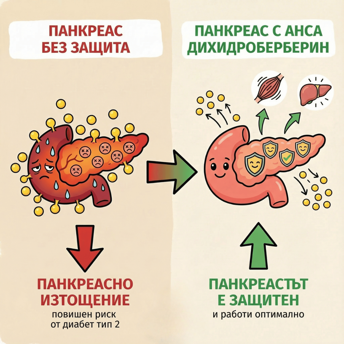Панкреас без защита vs Панкреас с Алса Дихидроберберин