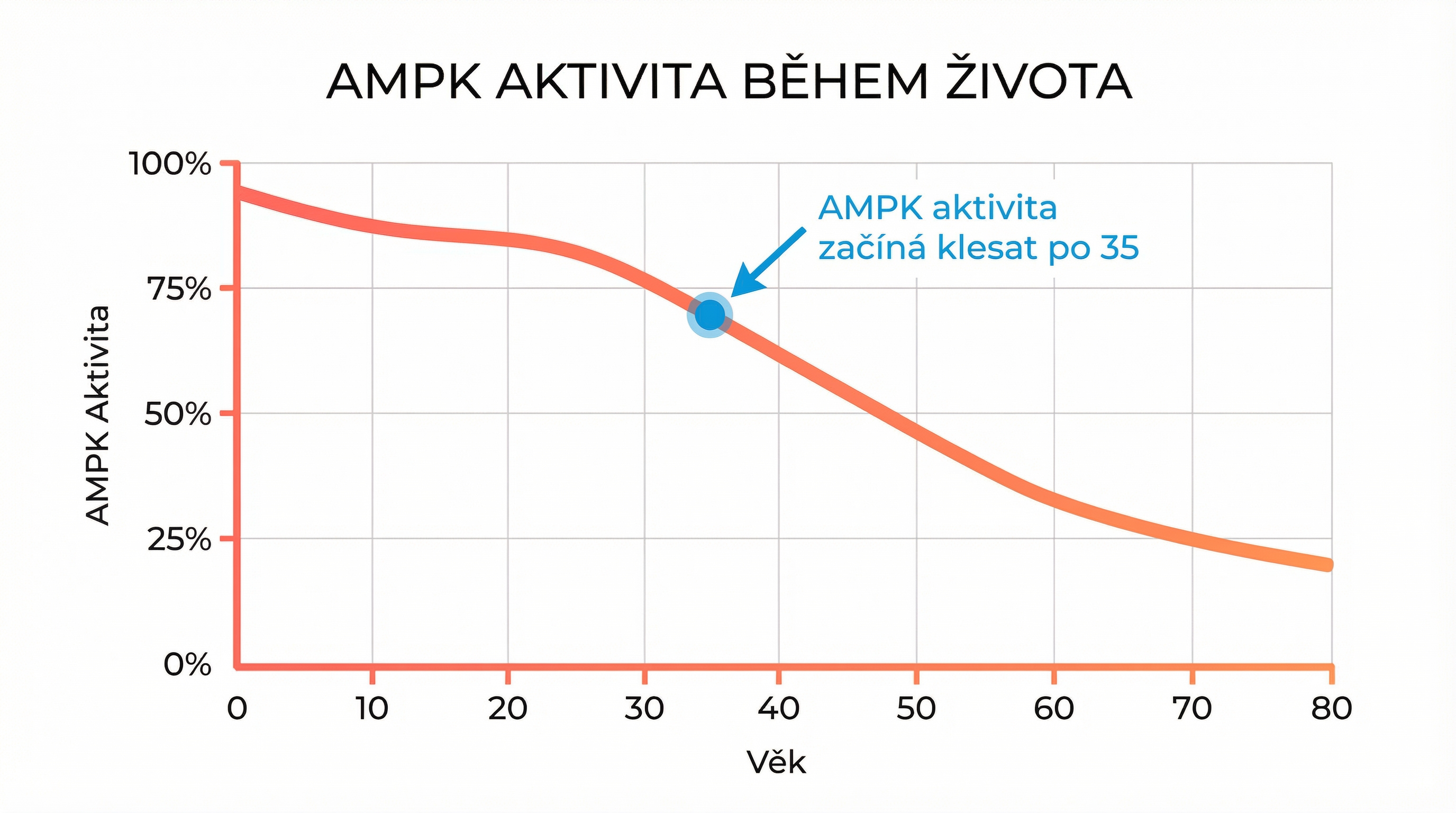 AMPK aktivita během života – graf
