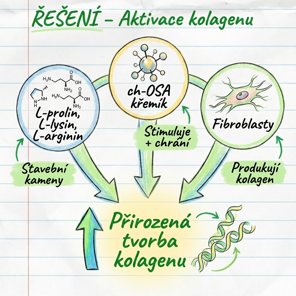 Řešení - aktivace kolagenu